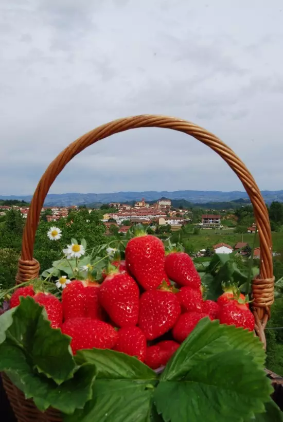Il paese delle fragole vi saluta (foto di Roberto Bortignon)