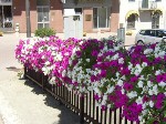 Cascata di fiori in piazza IV Novembre